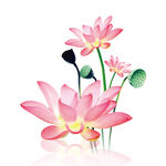 荷花素材