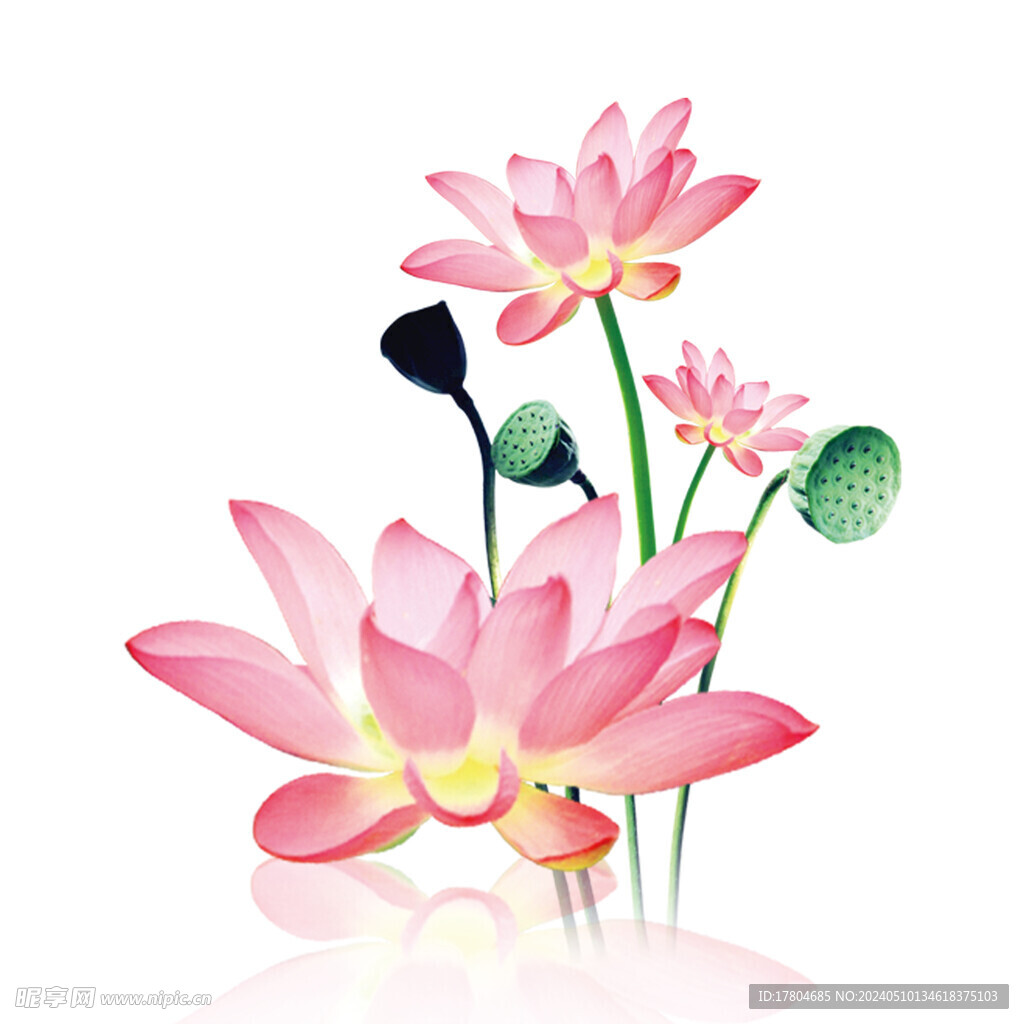 荷花素材