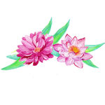 荷花素材