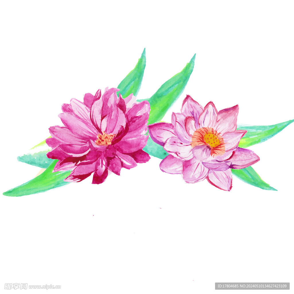 荷花素材