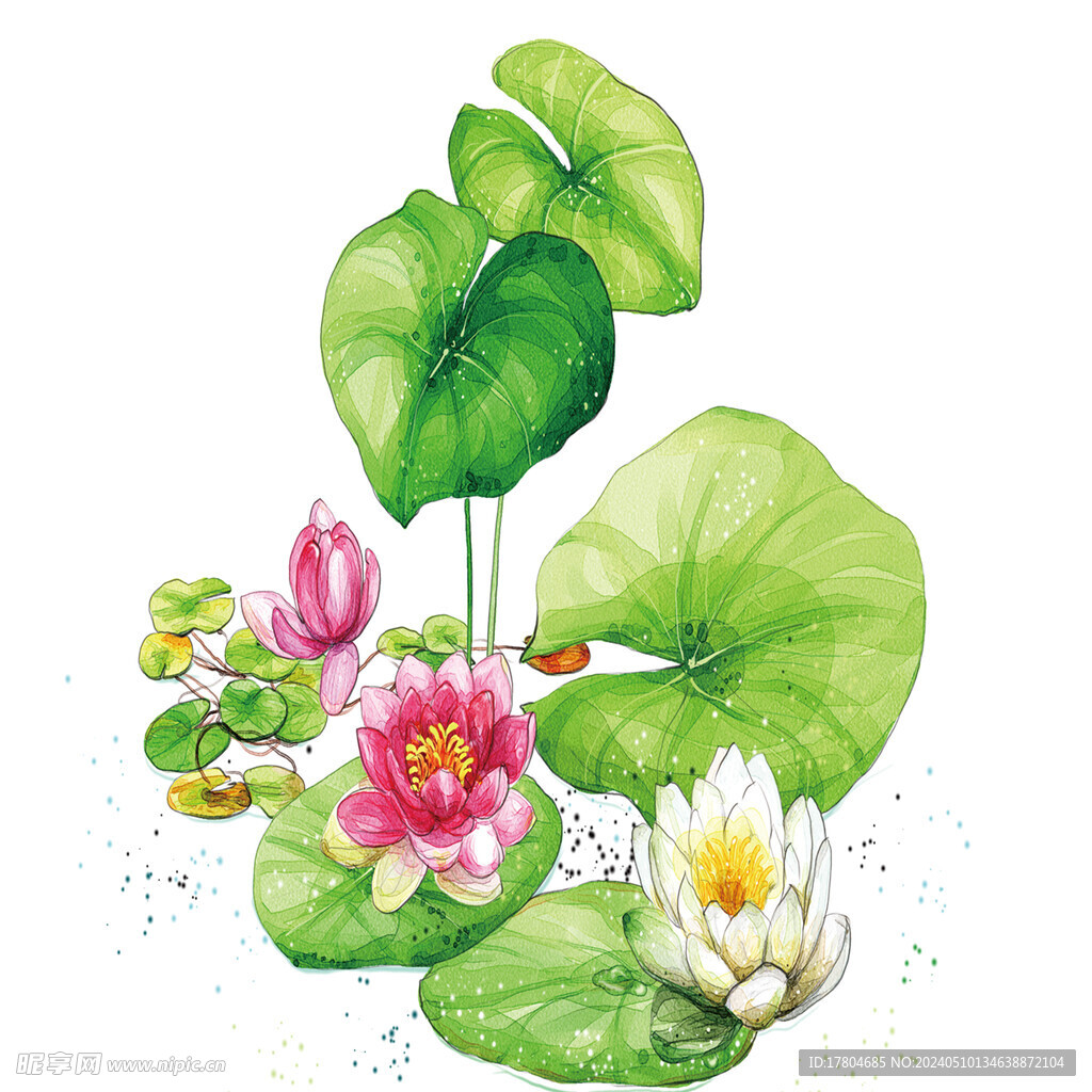 荷花素材