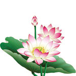 荷花素材