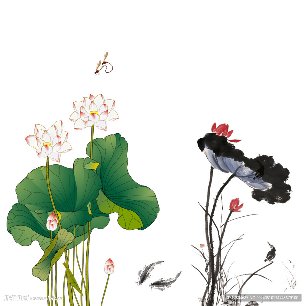 荷花素材