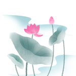 荷花素材