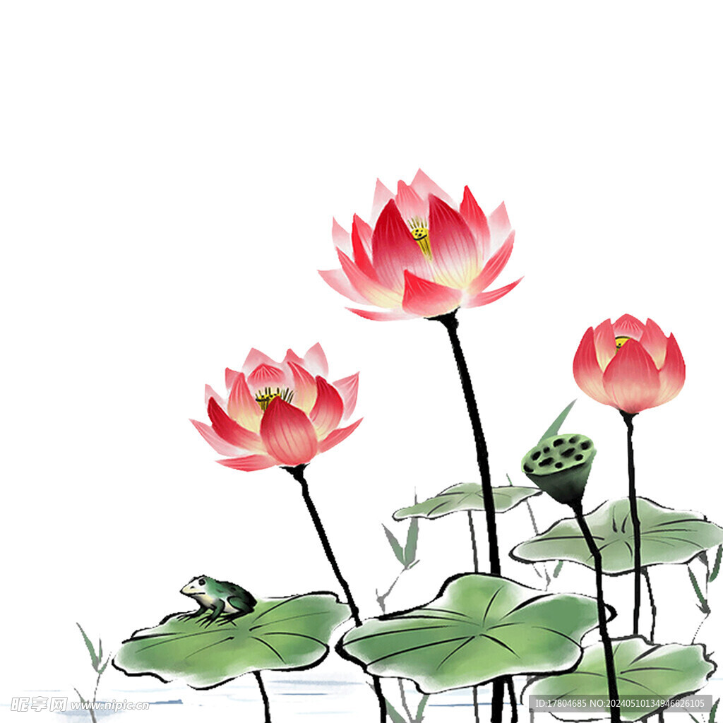 荷花素材