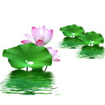 荷花素材