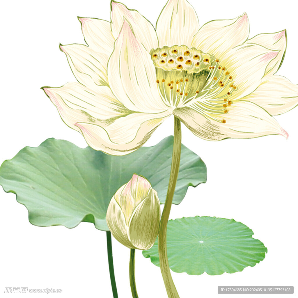 荷花素材