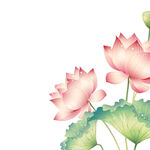 荷花素材