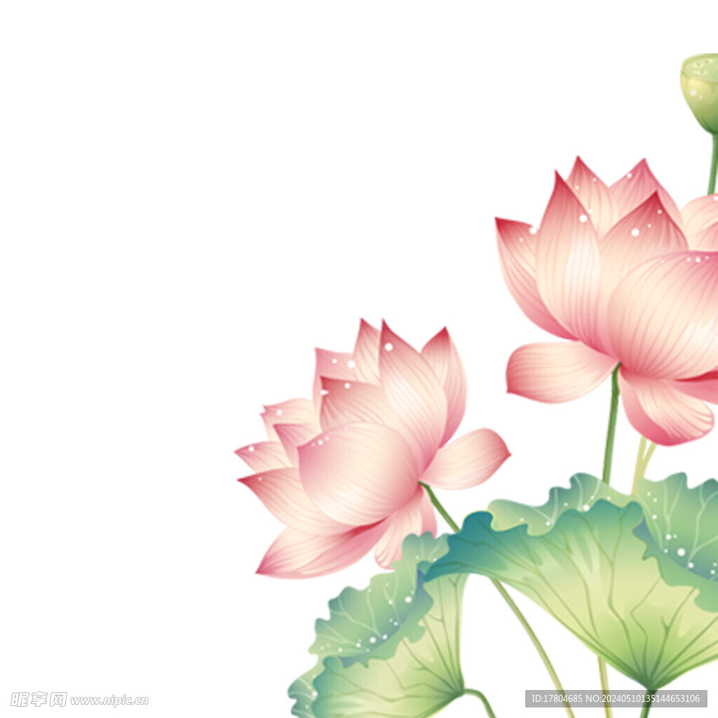 荷花素材