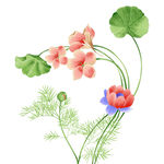 荷花素材