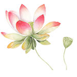 荷花素材