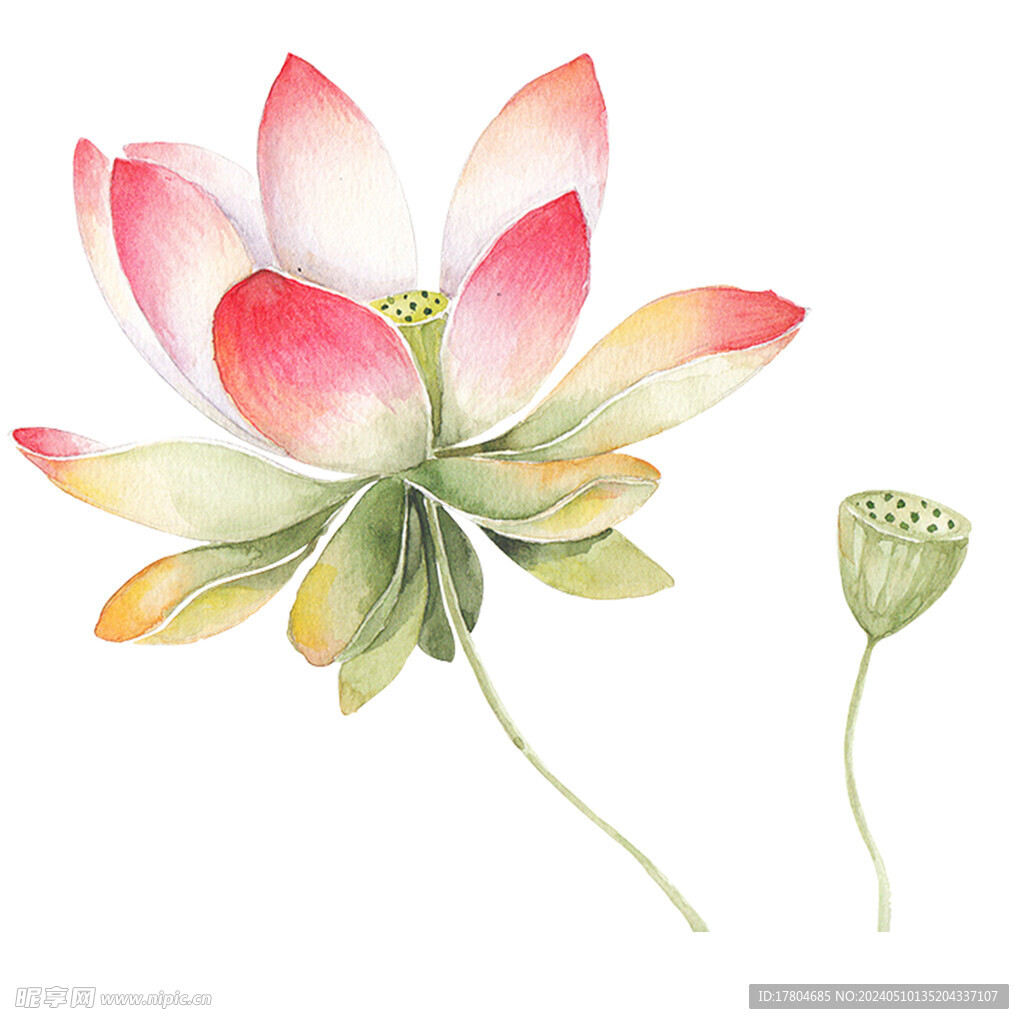 荷花素材