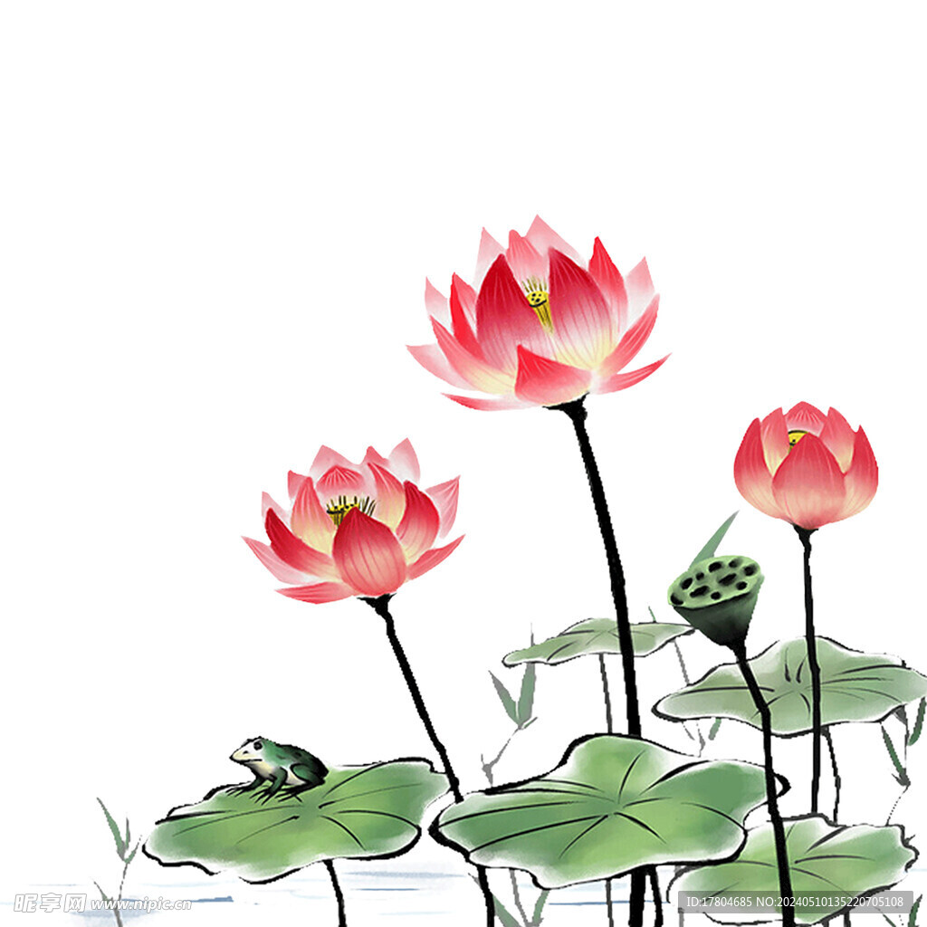 荷花素材
