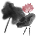 荷花素材