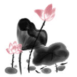 荷花素材