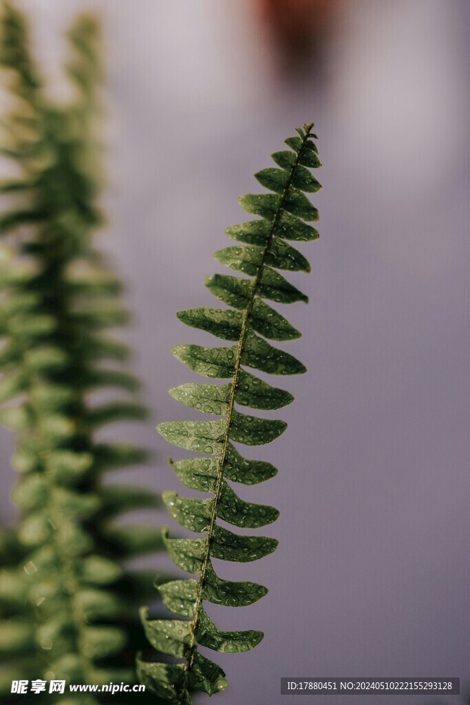 蕨类植物