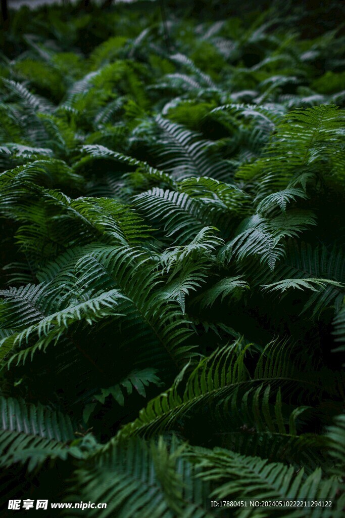 蕨类植物