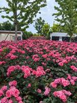 月季花海