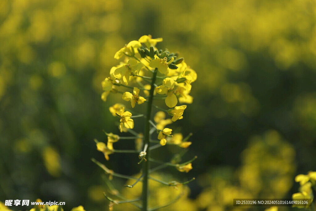 油菜花