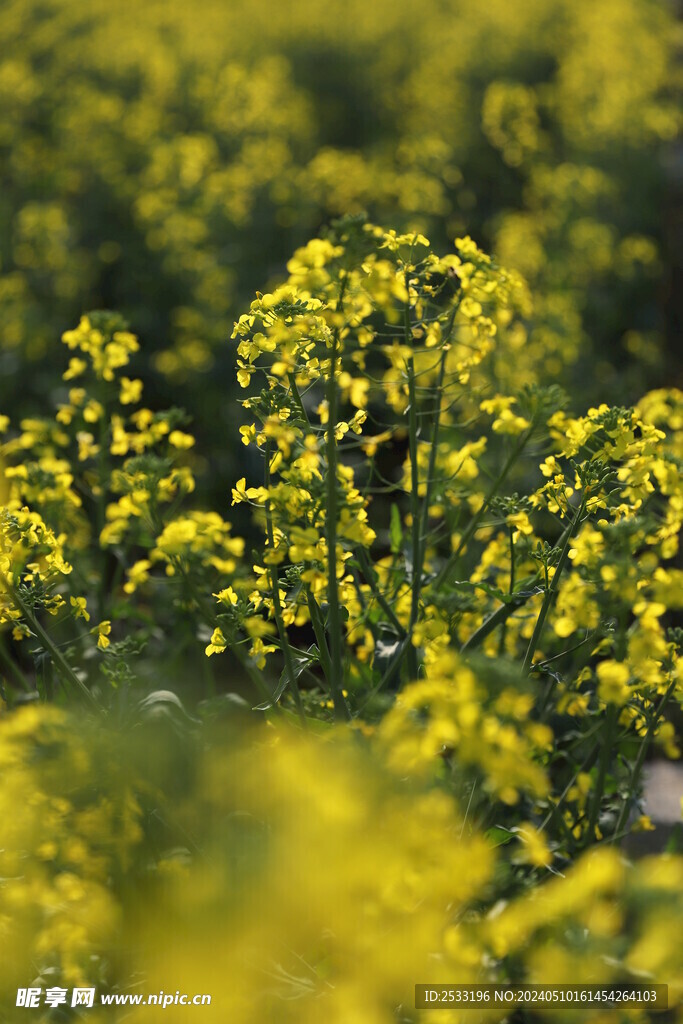 油菜花