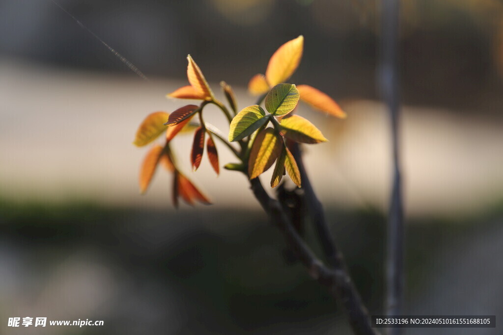 嫩芽