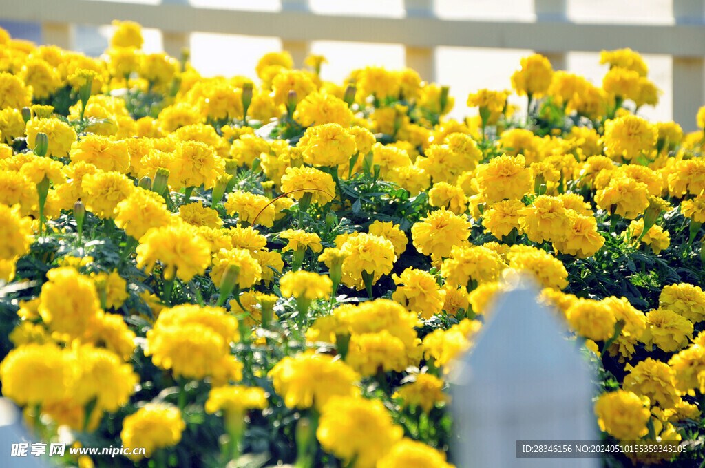 栅栏里的黄色小菊花丛