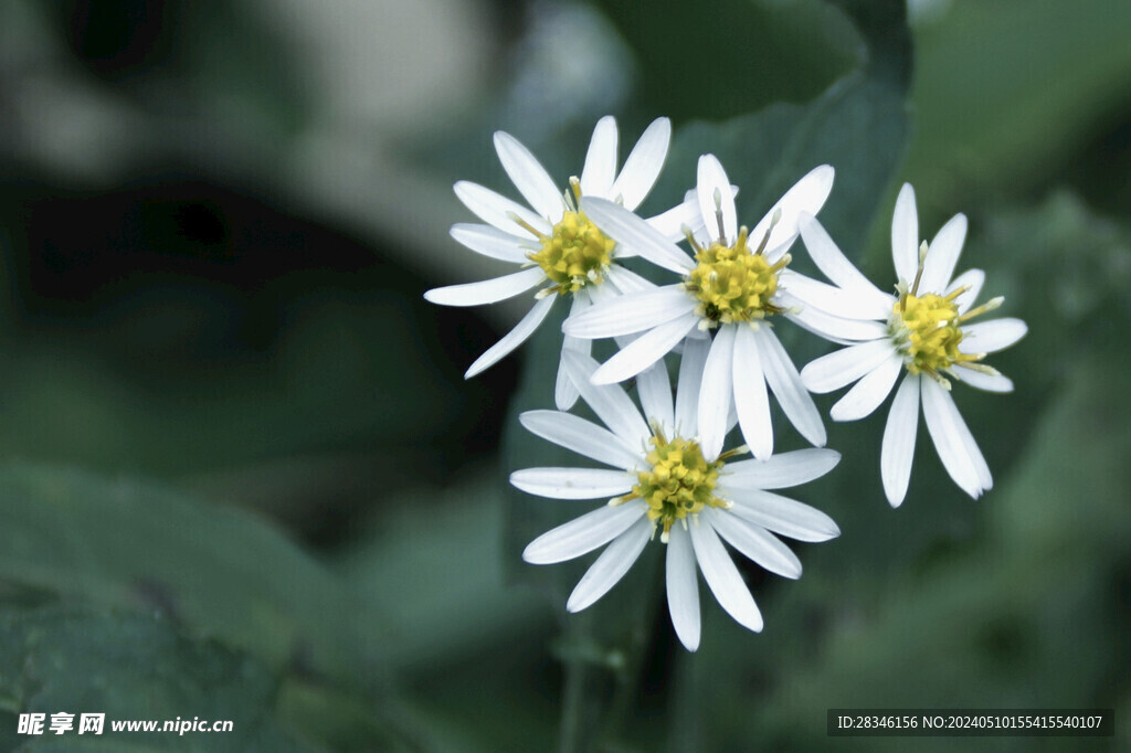 特写拍摄白色小雏菊