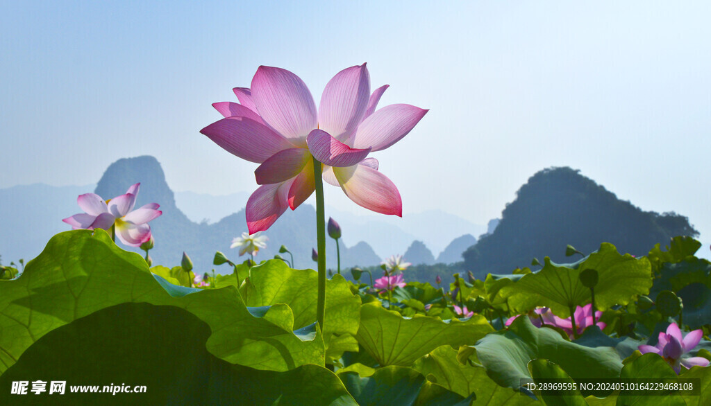 荷花仙子