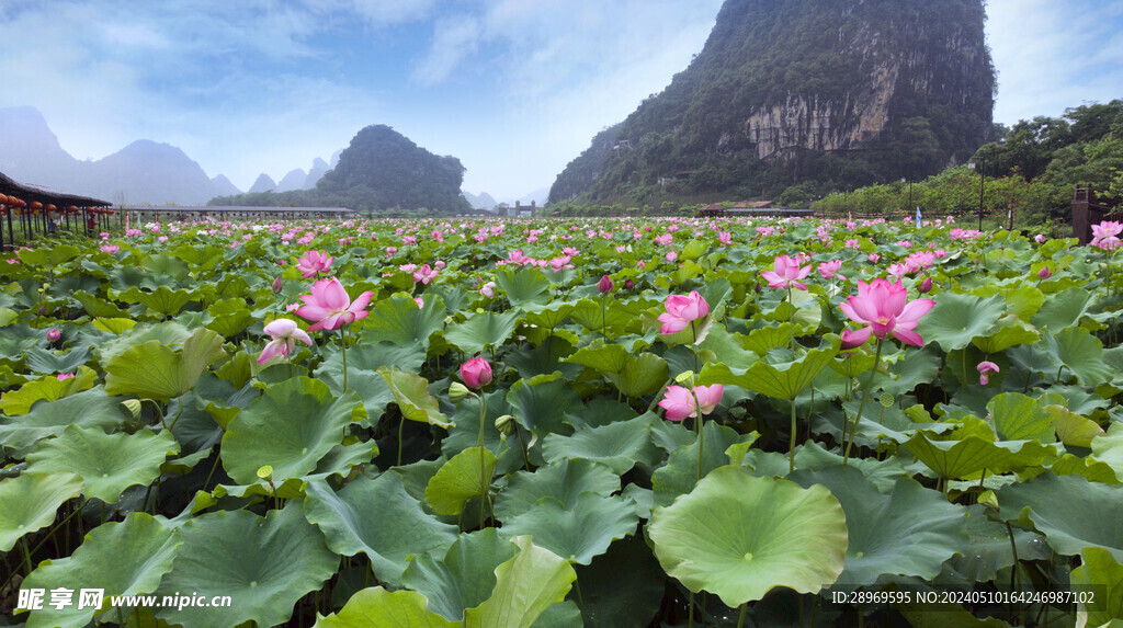 峰林水乡荷花