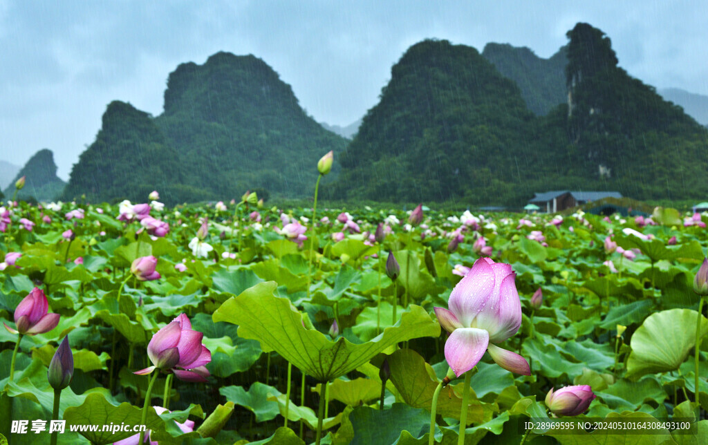 夏雨荷