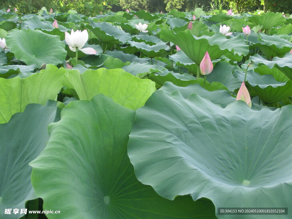 荷花