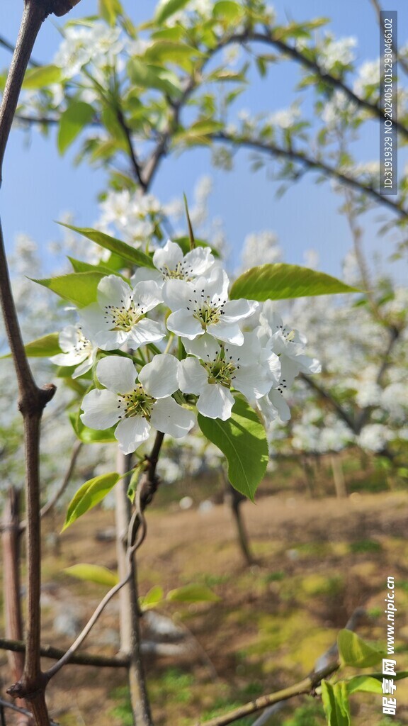 梨花  梨树