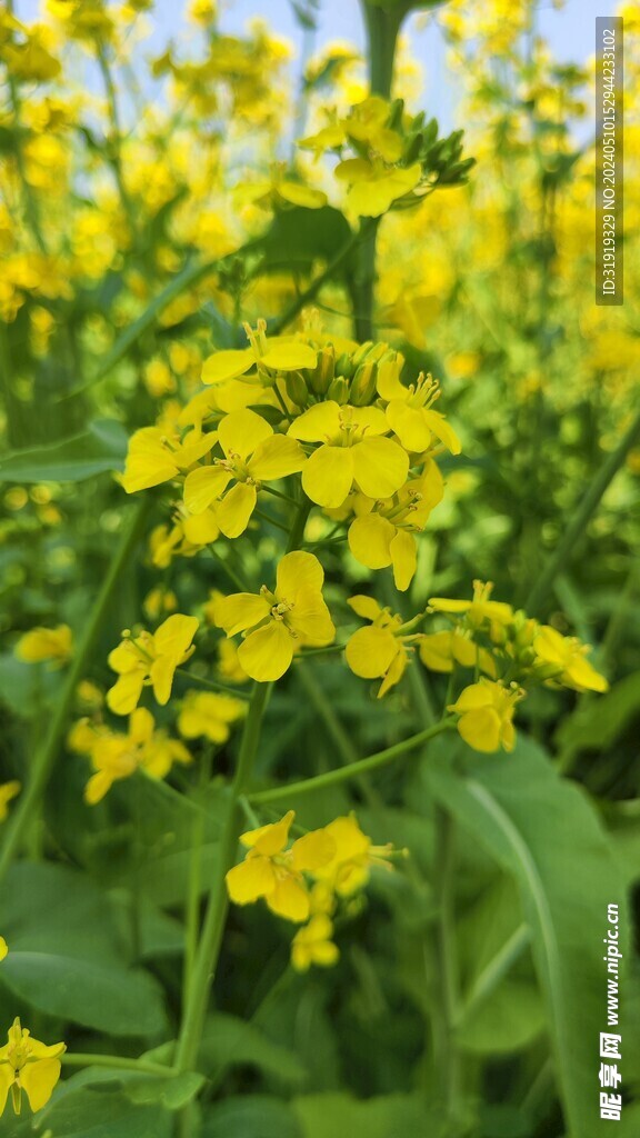 油菜花