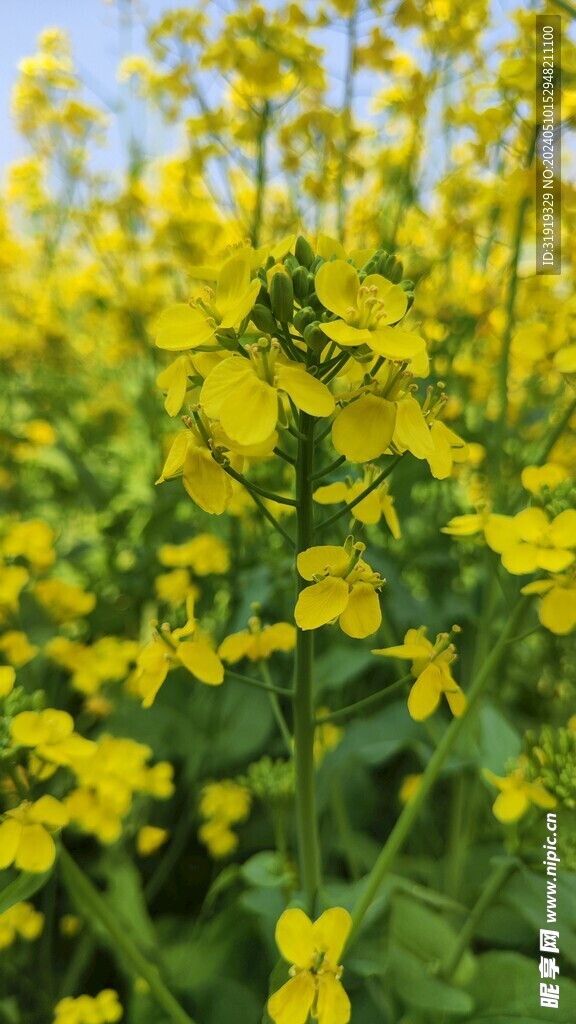 油菜花