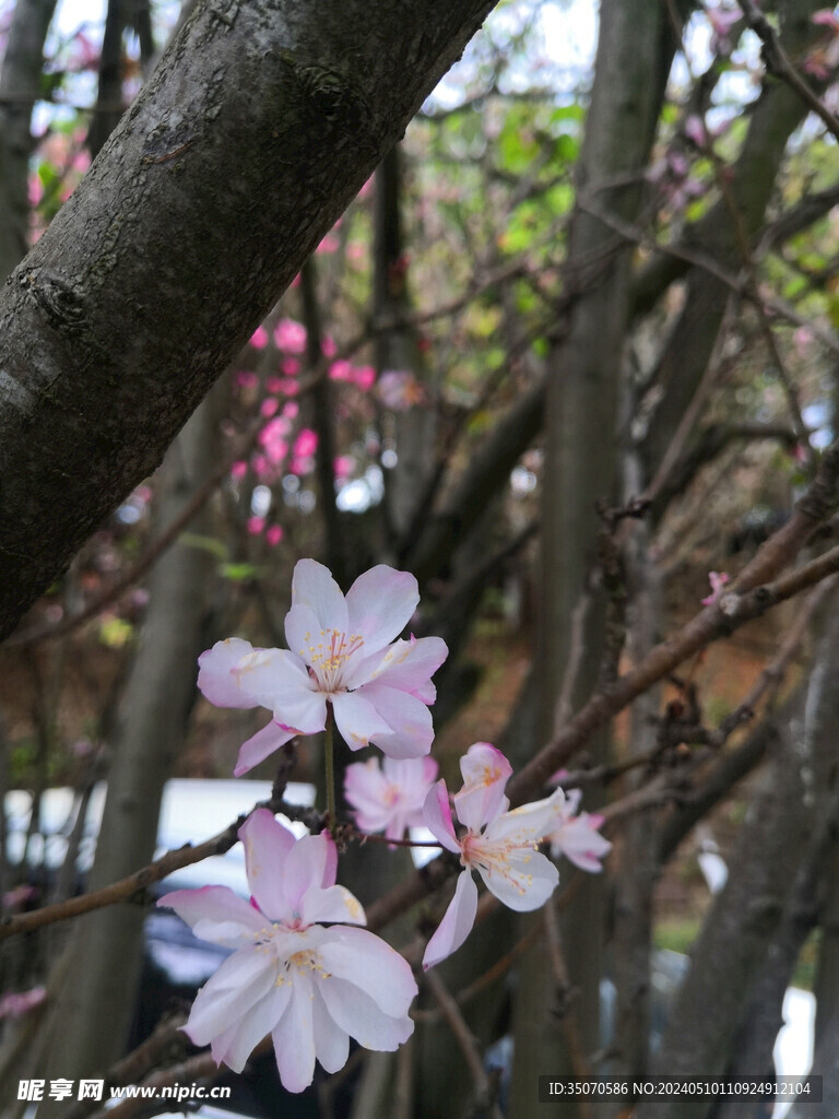 樱花