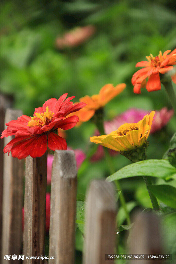 百日菊