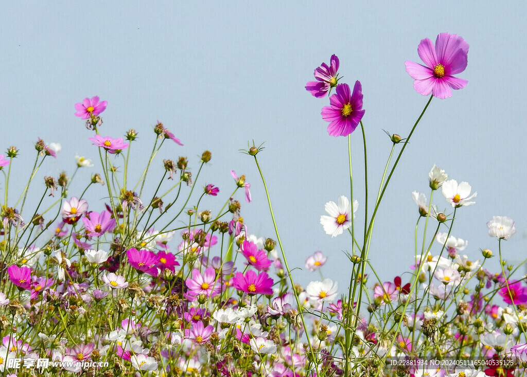 格桑花