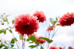 大丽花 