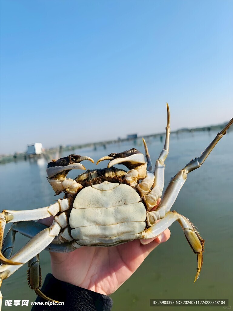 大闸蟹