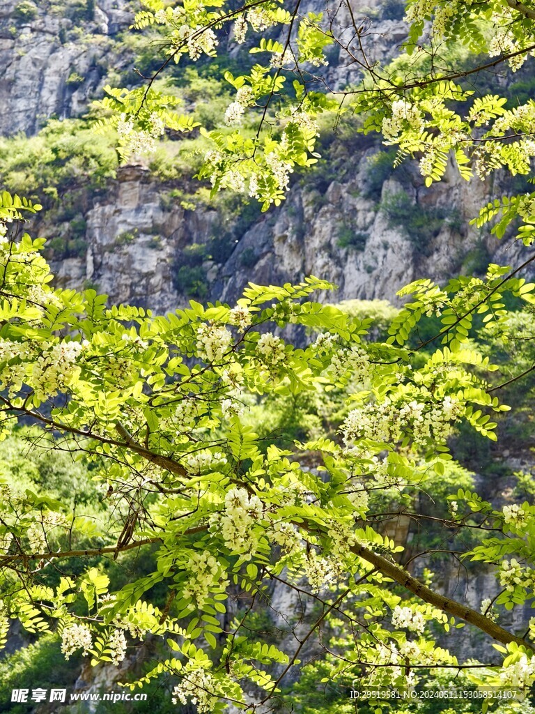 山林花草