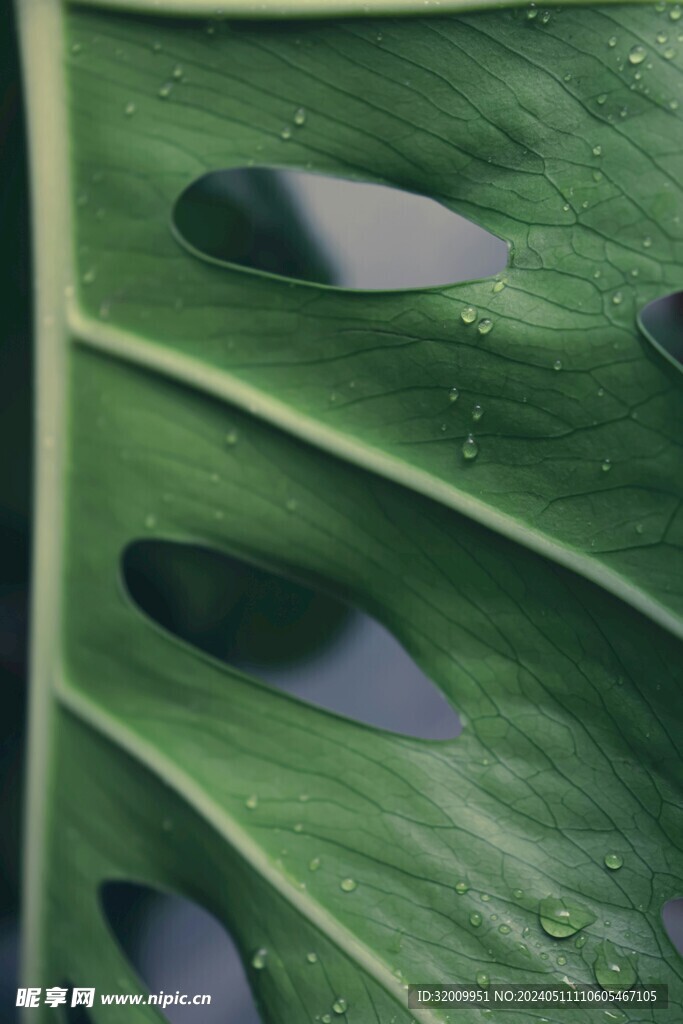  龟背竹细节         