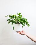 龟背竹盆栽          