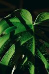 龟背竹细节          