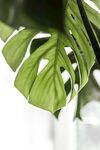 龟背竹细节          