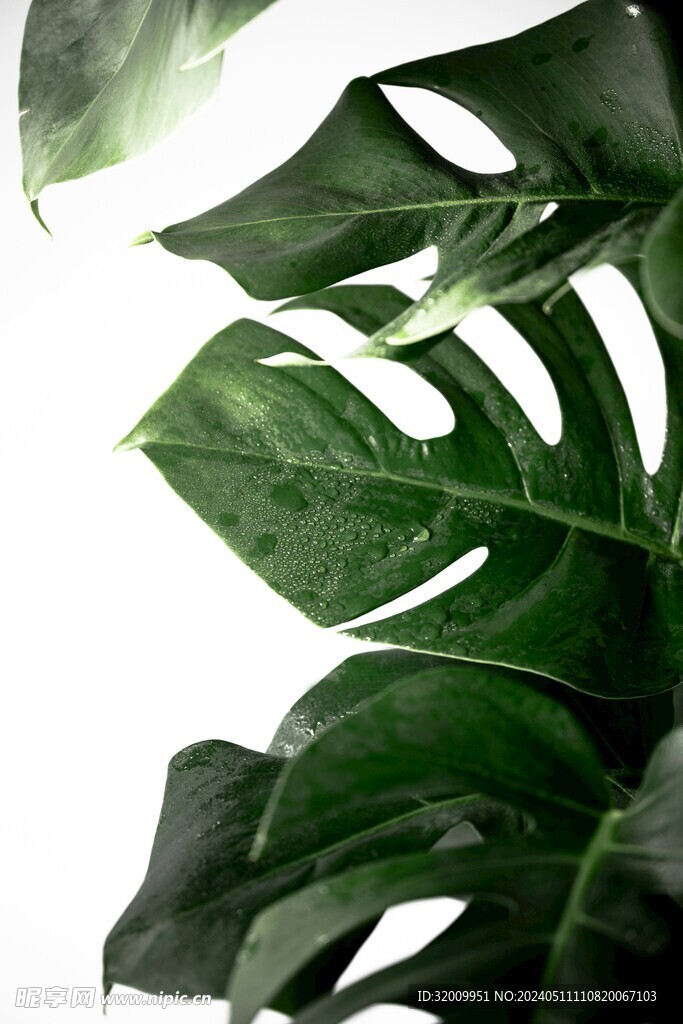龟背竹细节          