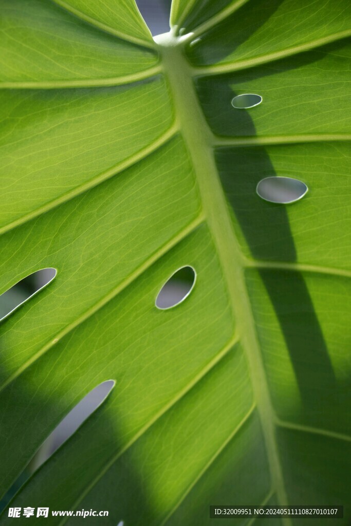 龟背竹细节          