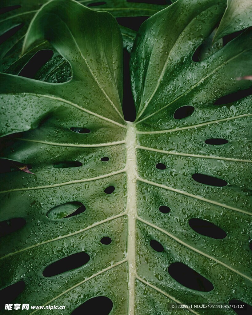 龟背竹细节