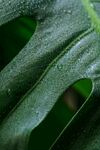 龟背竹细节