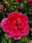 蜜蜂采蜜