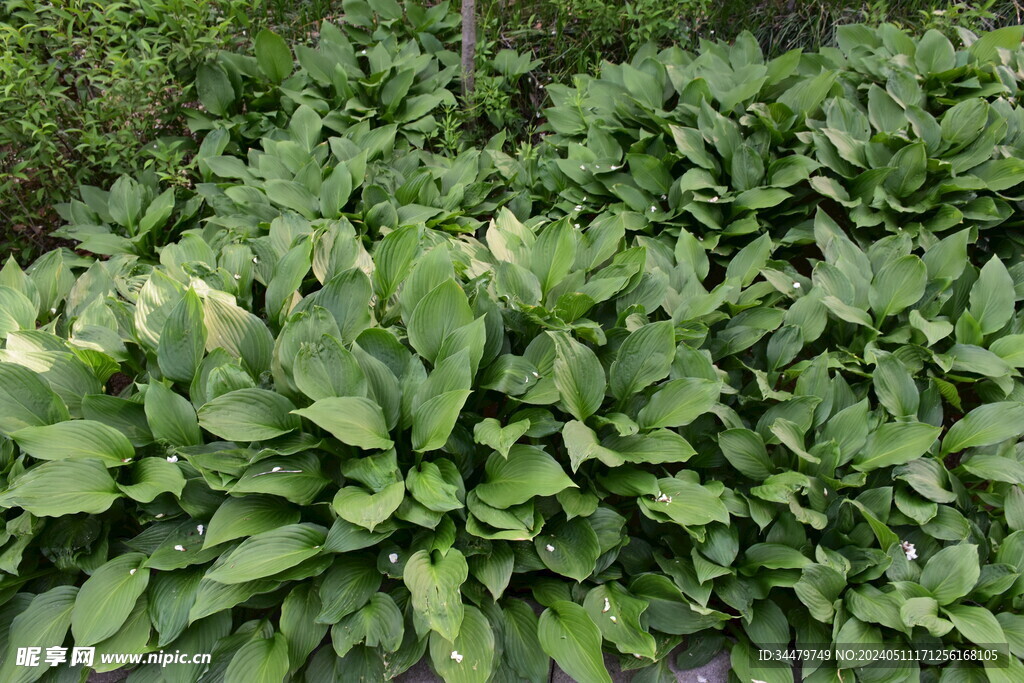 园林植物